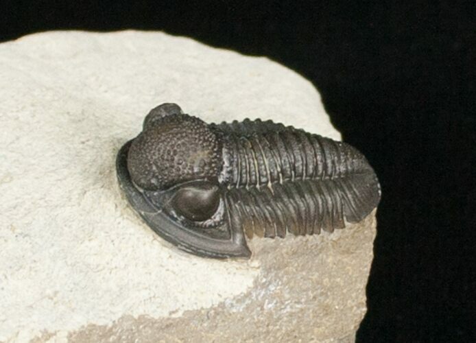 Very Nicely Prepared Gerastos Trilobite #3956